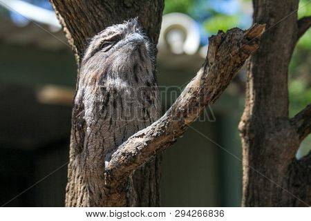 Australian Frogmouth Nightjar Hiding With His Feather Camouflage On The Branch, Sydney Australia