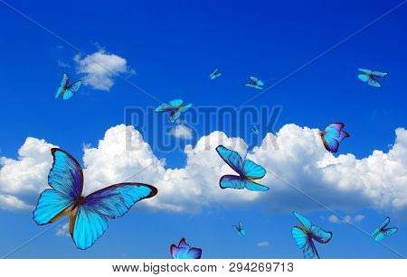 Bright Butterflies Flying In The Blue Sky With Clouds. Flying Blue Butterflies. Morpho Butterflies.