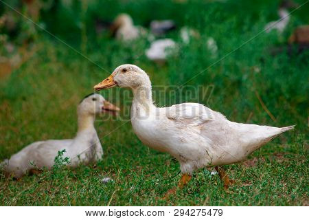 Female Adult White Campbell Domestic Breed Duck, Often Refered To As Jemima Puddle Ducks. An Adult H