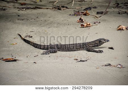 Portrait Of Live Monitor Lizard Varan Australia