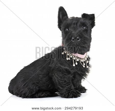 Puppy Scottish Terrier In Front Of White Background