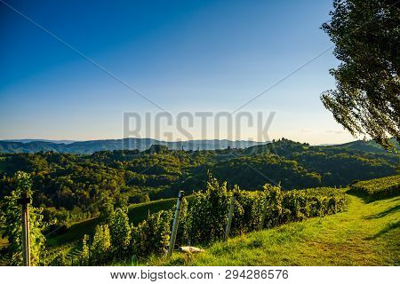 Austria Vineyards Sulztal Wine Street Area South Styria , Wine Country. Tourist Destination