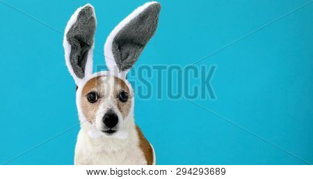 Frightened Dog With Rabbit Ears Hat Licks On Isolated On A Blue Background