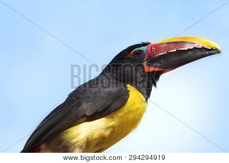 Green Aracari, Pteroglossus Viridis, Little Exotic Toucan Perched On A Tree Branch .