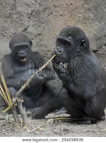A Pair Of Young Silverback Gorillas Sitting Together.