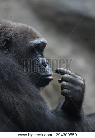 Grown Gorilla Looking Down At Its Fingers.