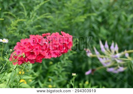 Bright Pink Hartensia Close Up, In A Park In Summer, In Green Grass