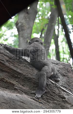 Adorable Baby Gorilla Climbing Up On To A Tree.