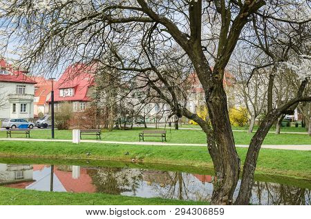 Spring - City Park In Bialogard In Flowers On Trees