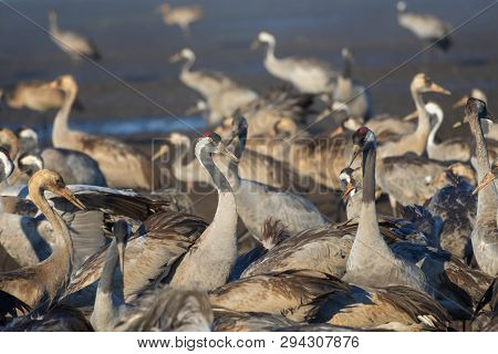 Common Crane In Birds Natural Habitats. Flocks Of Migrating Birds In Nature Reserve. Birds Travellin