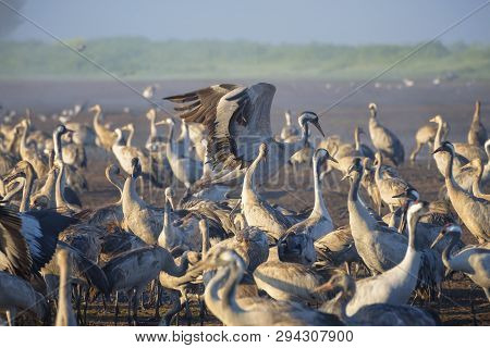 Common Crane In Birds Natural Habitats. Flocks Of Migrating Birds In Nature Reserve. Birds Travellin
