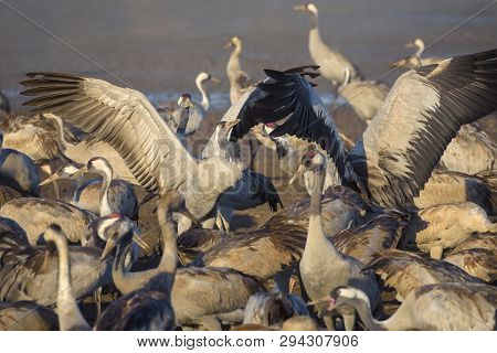 Common Crane In Birds Natural Habitats. Flocks Of Migrating Birds In Nature Reserve