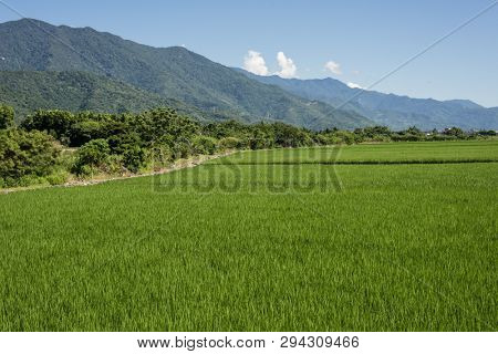 landscape of green paddy farm at countryside