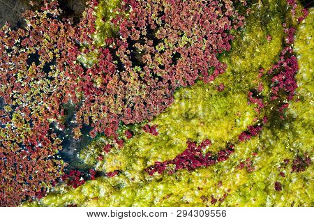 colorful red azolla floating of the river at winter at Wujie , Nantou, Taiwan