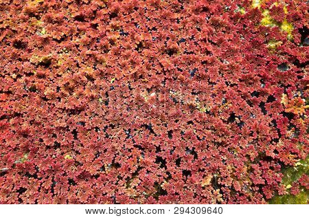 colorful red azolla floating of the river at winter at Wujie , Nantou, Taiwan