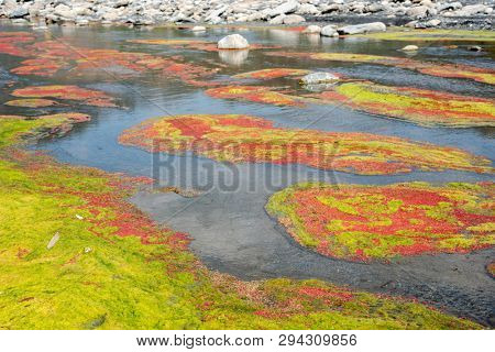colorful red azolla floating of the river at winter at Wujie , Nantou, Taiwan