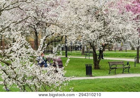 Bialogard, West Pomeranian / Poland - 2019: Residents Of The City Are Resting In A Blooming Spring C
