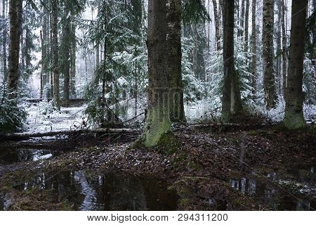 Snow Falls In The Forest With Trees. Intense Snow Instantly Covers The Surface Of The Forest And Tre