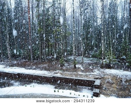 Snow Falls In The Forest With Trees. Intense Snow Instantly Covers The Surface Of The Forest And Tre
