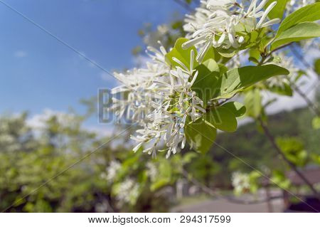 Blooming Manna Ash With Clear Skies On Background