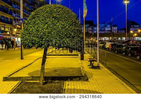 Decorative Tree Pruned A Round Shape, Natural City Decorations, Beginner Tree Shaping