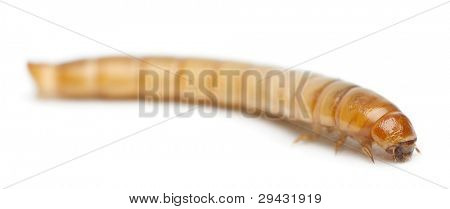 Larve af Mealworm, Tenebrio molitor, foran hvid baggrund