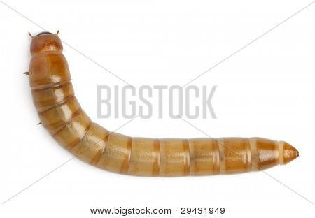 Larve af Mealworm, Tenebrio molitor, foran hvid baggrund