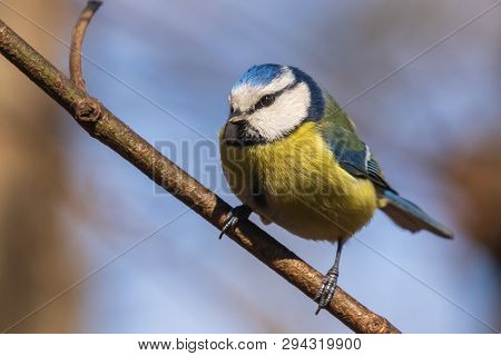 Blue Tit. Bright Tit Sits On A Branch In The Park And Looks At The Photographer. City Birds. Blurred