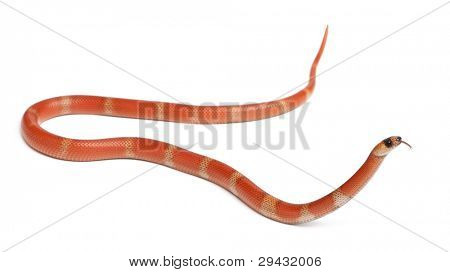 Hypomelanistic Honduran milk snake, Lampropeltis triangulum hondurensis, in front of white background
