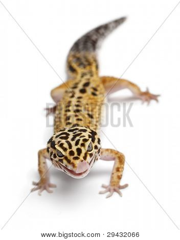 Mandarino geco leopardo, Eublepharis macularius, davanti a sfondo bianco