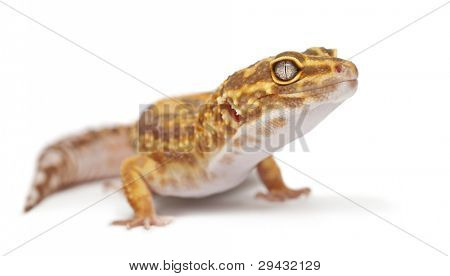 Geco di Albino Orange leopardo, Eublepharis macularius, davanti a sfondo bianco
