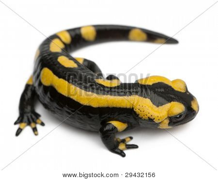 Brand salamander, Salamandra salamandra, foran hvid baggrund