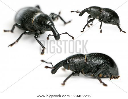 Zusammensetzung der Käfer, Liparus Dirus, Larve in front of white background