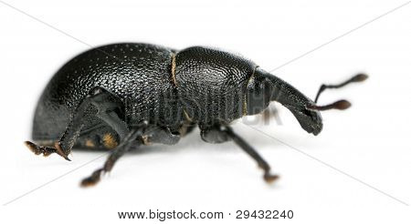 Käfer, Liparus Dirus, Larve in front of white background