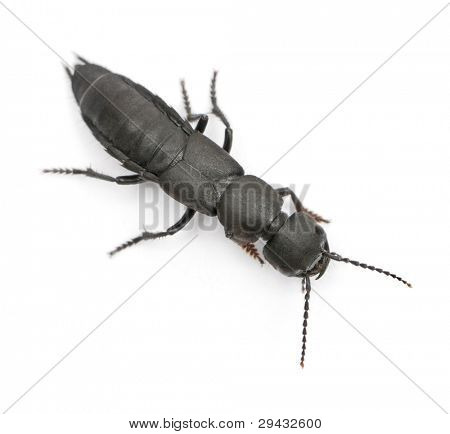 Scarabeo di coach-cavallo del diavolo, Ocypus olens, davanti a sfondo bianco
