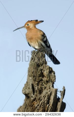 Hoopoe, Upupa epops, in Serengeti National Park, Tanzania, Africa