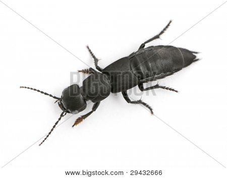 Scarabeo di coach-cavallo del diavolo, Ocypus olens, davanti a sfondo bianco