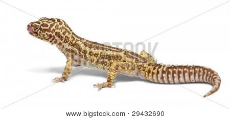 Geco leopardo striato di Albino, Eublepharis macularius, davanti a sfondo bianco
