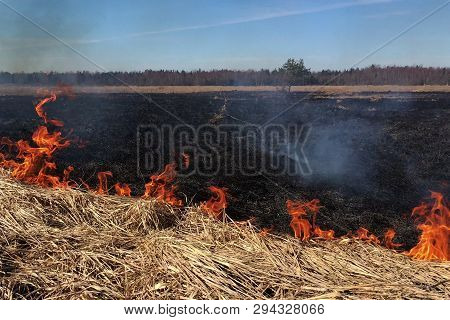 Fire Dry Grass In The Field. The Burning Flares Up Dangerously.