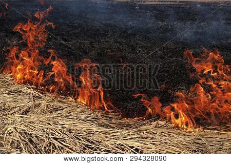 Fire Dry Grass In The Field. The Burning Flares Up Dangerously.
