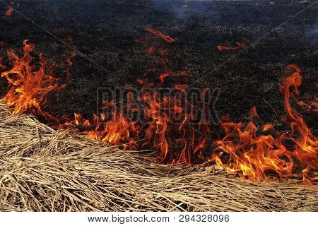 Fire Dry Grass In The Field. The Burning Flares Up Dangerously.