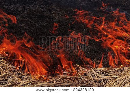 Fire Dry Grass In The Field. The Burning Flares Up Dangerously.