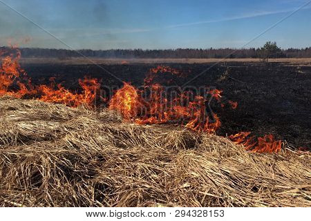 Fire Dry Grass In The Field. The Burning Flares Up Dangerously.