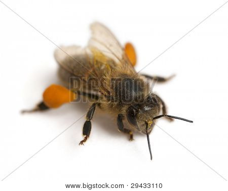 Vestlige honningbien eller europæiske honey bee, Apis mellifera, transporterer pollen, foran hvid baggrunden