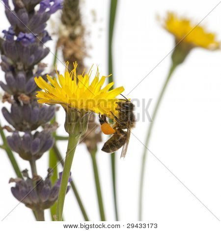 Vestlige honningbien eller europæiske honey bee, Apis mellifera, udoever blomst foran whit pollen,