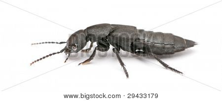 Scarabeo di coach-cavallo del diavolo, Ocypus olens, davanti a sfondo bianco