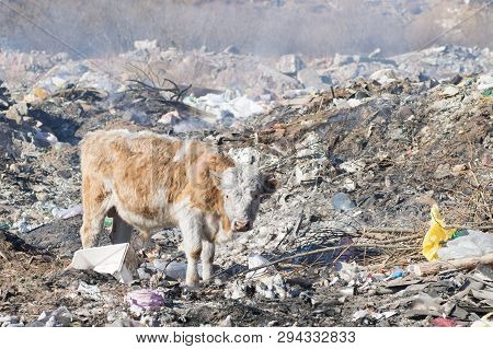 Cows Eating Foods On A Garbage Dump.