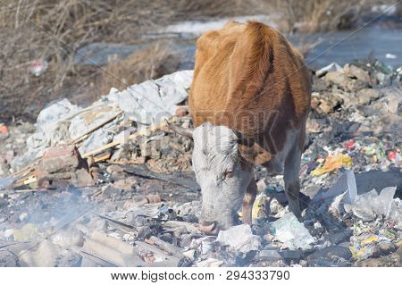 Cows Eating Foods On A Garbage Dump.
