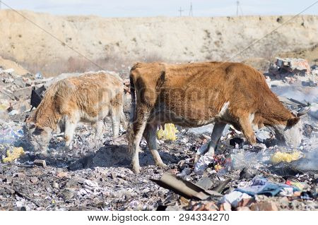 Cows Eating Foods On A Garbage Dump.