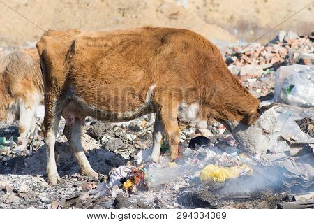 Cows Eating Foods On A Garbage Dump.